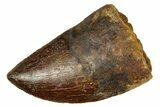 Bargain, Carcharodontosaurus Tooth - Real Dinosaur Tooth #372290-1